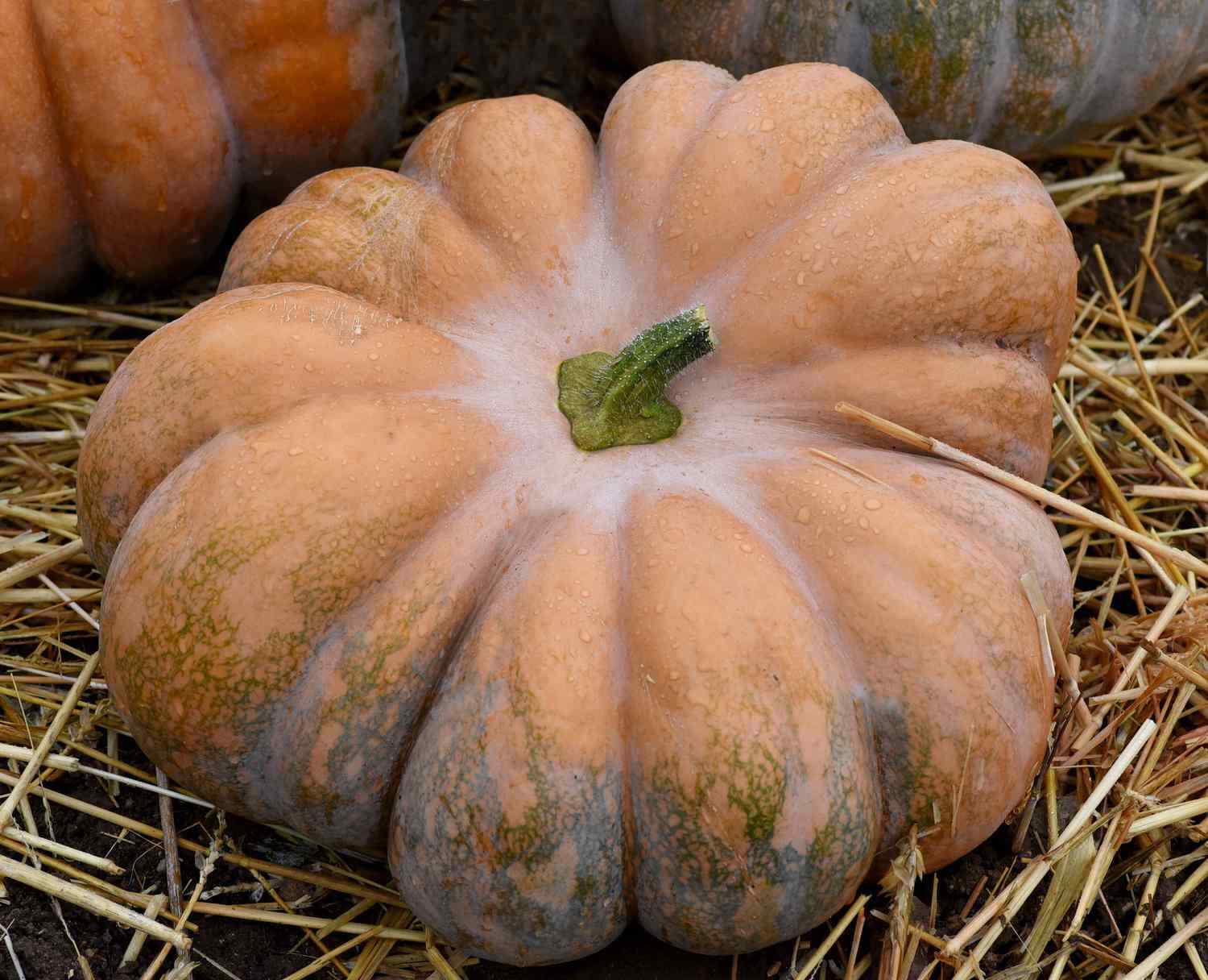 Fairy Tale Pumpkin Seeds, Musque de Provence, NON-GMO, Heirloom, FREE SHIPPING