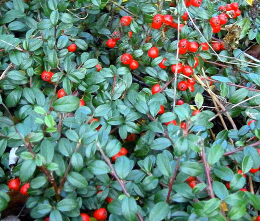 WINTERGREEN CREEPING Gaultheria Procumbens – 250 Bulk Seeds