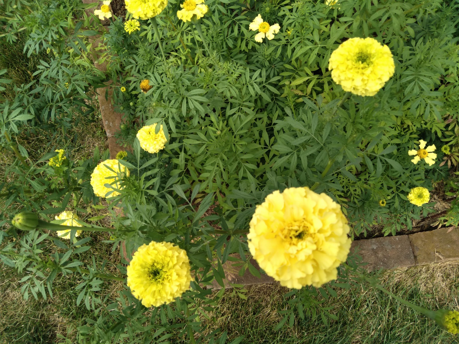 Giant African Yellow Marigold seeds, 200+ seeds
