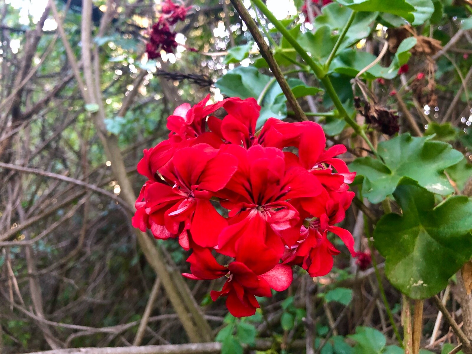 VIVID RED PELARGONIUM PELTATUM IVY GERANIUM LIVE PLANT 3 X 6″ STARTER CUTTINGS