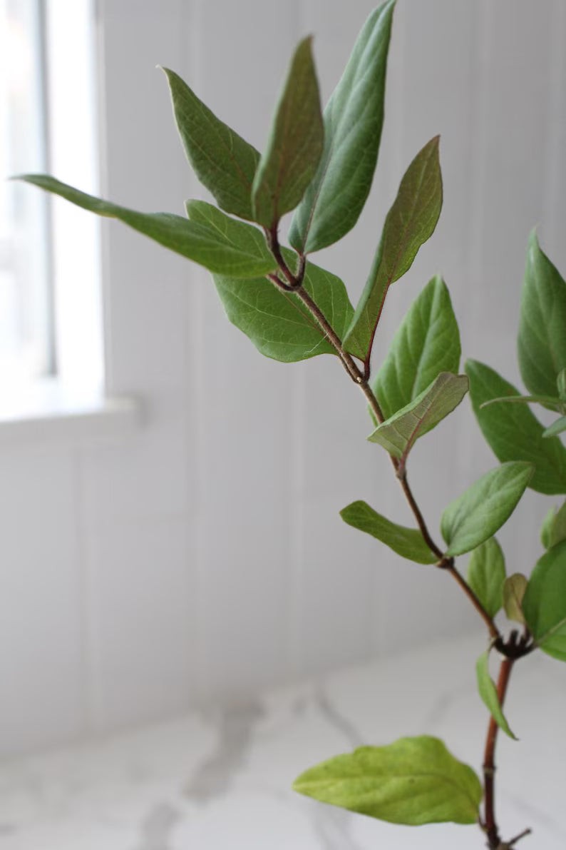 Purple Honeysuckle Vine, 2 Inch Pot, Hardy Climbing Garden Plant, Fast Growing
