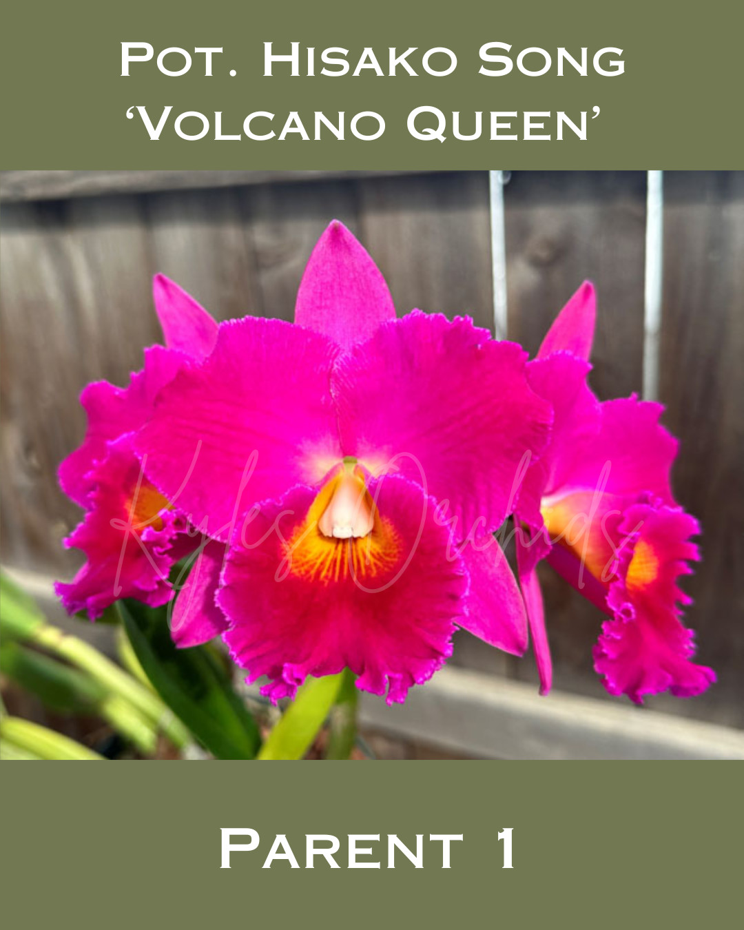 Cattleya Volcano queen x Slc. diamond orchids, 2.25″ pot, Blooming size, fragran
