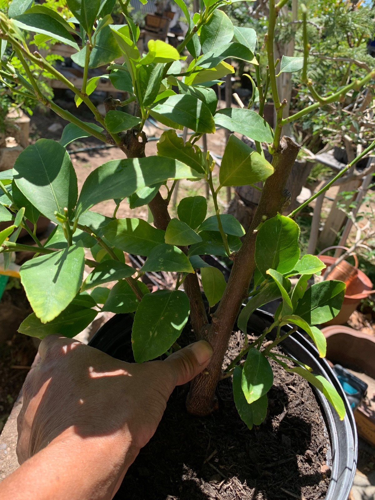 Beautiful Lemon Tree ready for bonsai