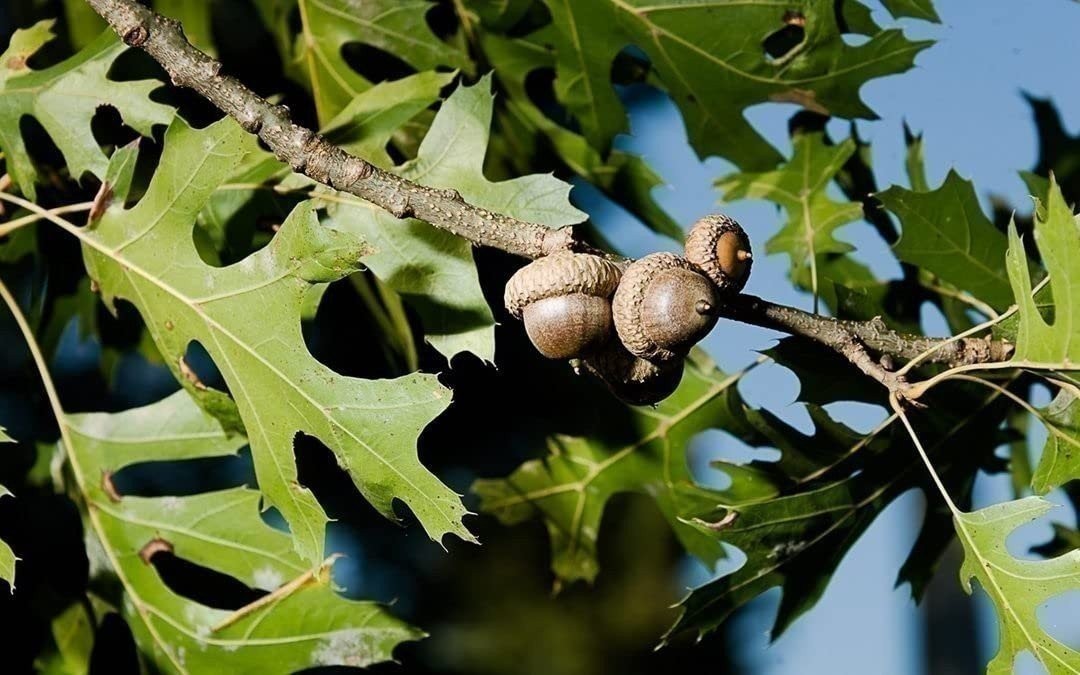 Shumard Oak | 2 Inch | Quercus shumardii | Low Maintenance | Hardy Plant