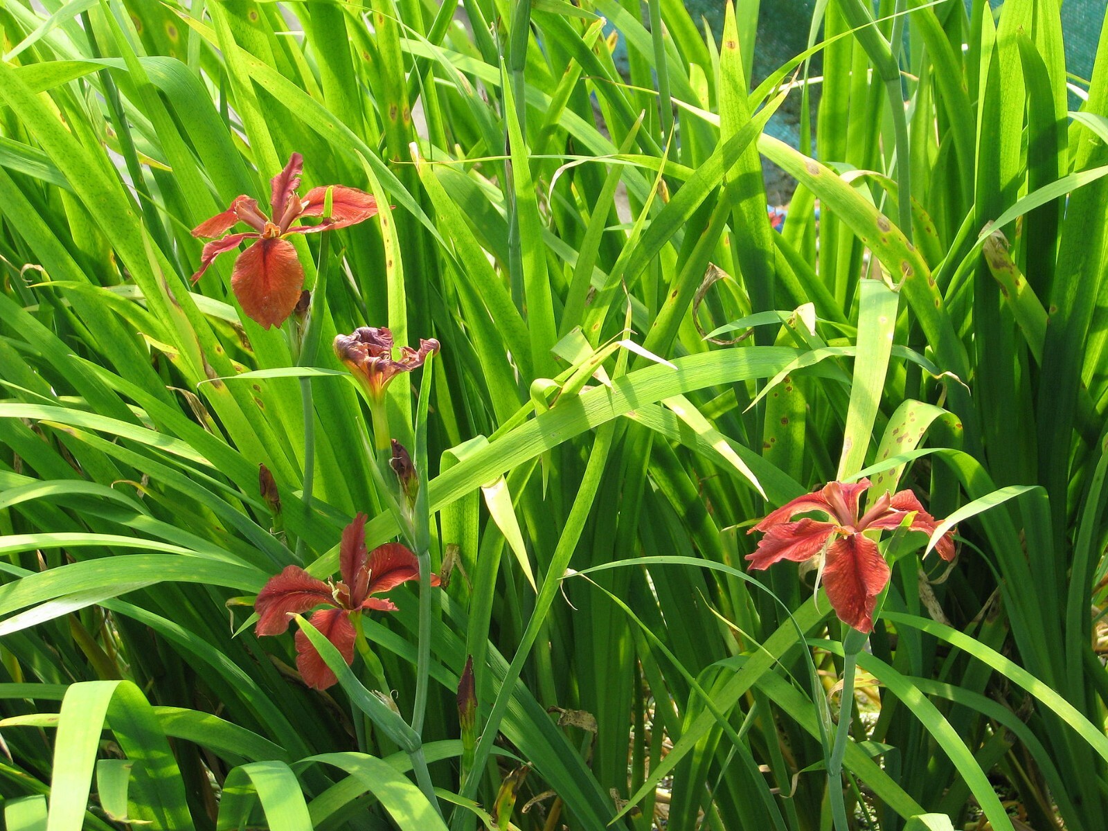 Live Red Iris Aquatic Marginal Pond Plant