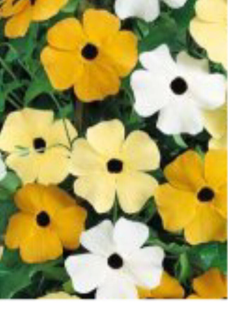 Black Eyed Susan Vine Mix – 10 Seeds – Deer Resistant – Thunbergia Alata