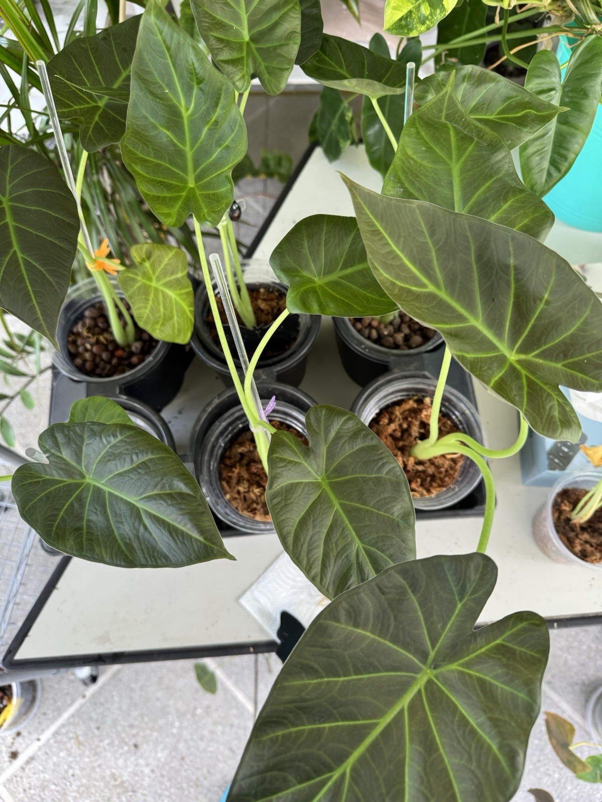 Alocasia Regal Shield in 5” Grow Pot — Tropical Aroid (Elephant Ear) Only 4 left