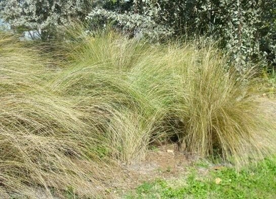 Sand Cord Grass I Large Gallon Size Plant I Spartina Bakeri I Live Plants,…