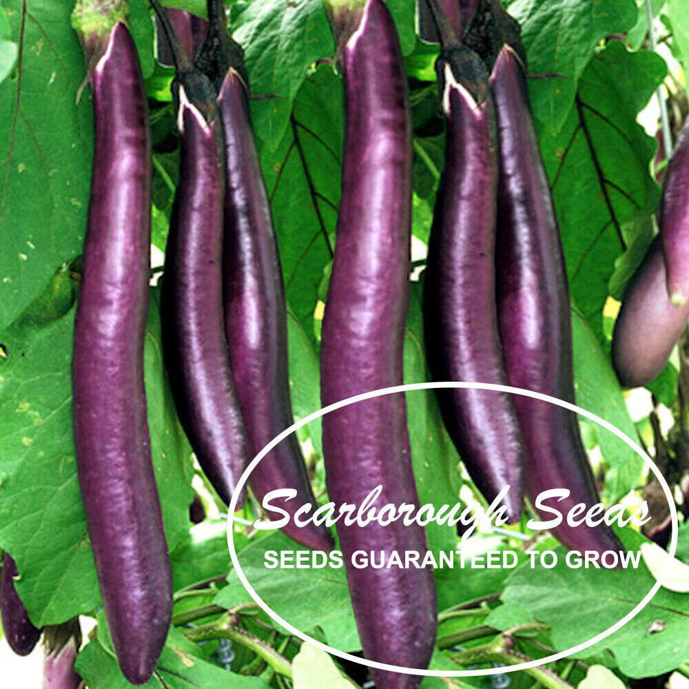 SCARBOROUGH SEEDS EGGPLANT, LONG PURPLE, 200 SEEDS HEIRLOOM, ORGANIC USA