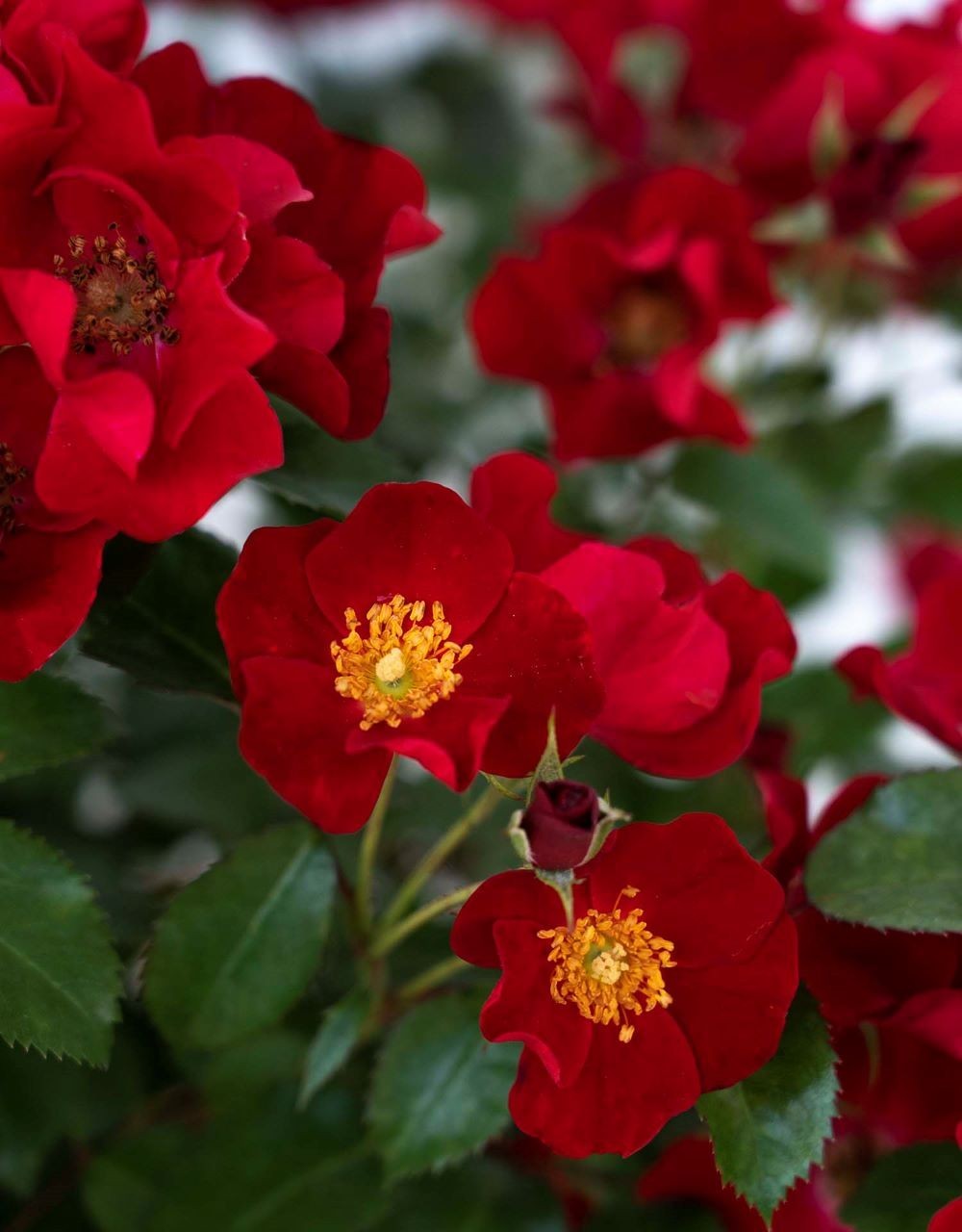 Scarlet Drift® Groundcover Rose – Live Plant ( 1 QT )