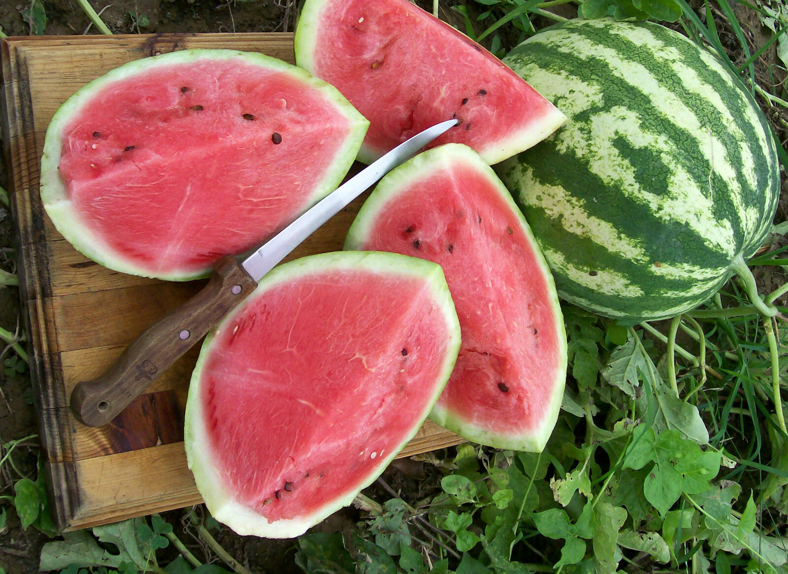 25 CRIMSON SWEET WATERMELON SEEDS FRESH HARVEST FOR GARDENS
