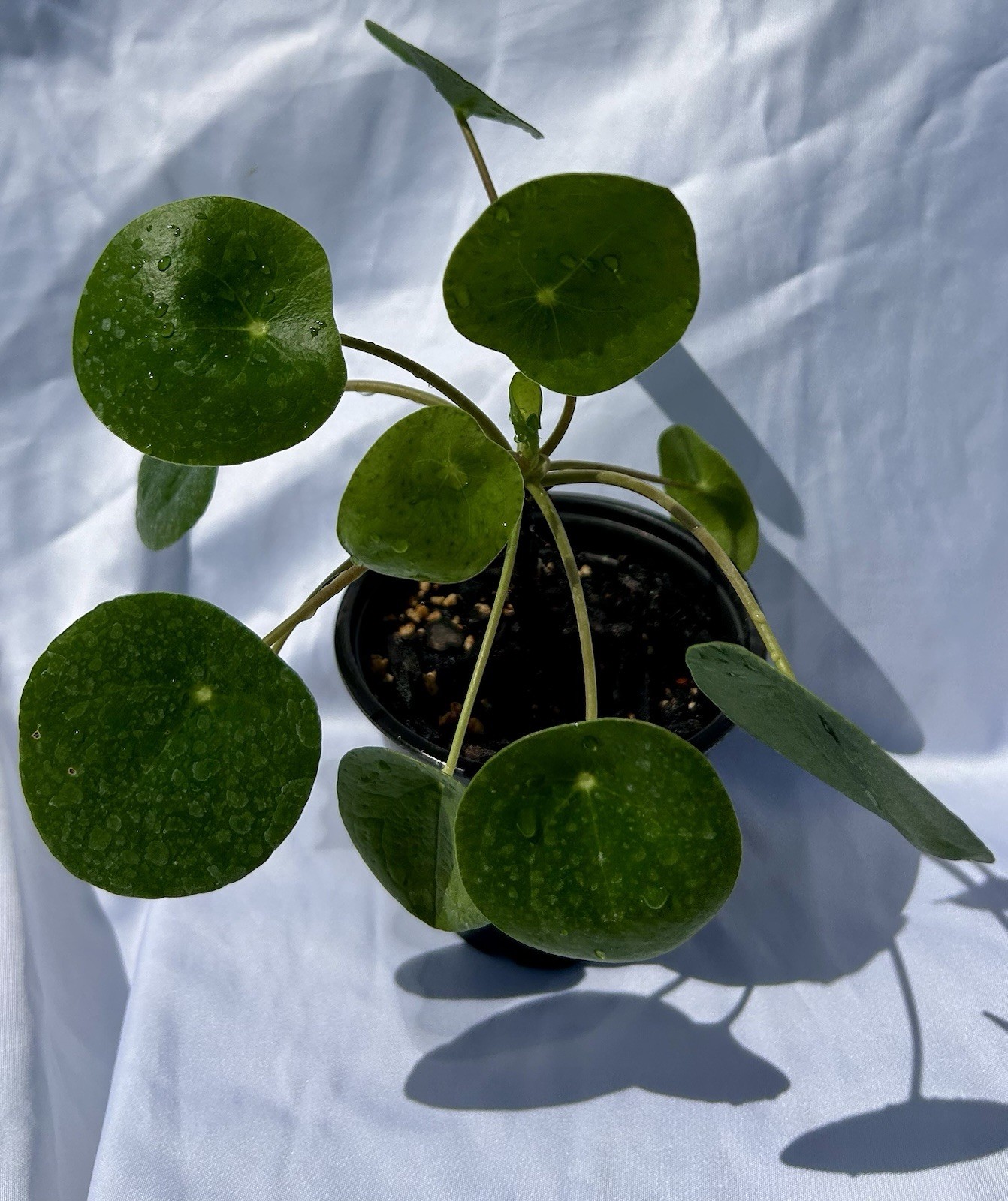 Chinese Money Plant – Pilea Peperomioides | Live Plant in 4”Pot