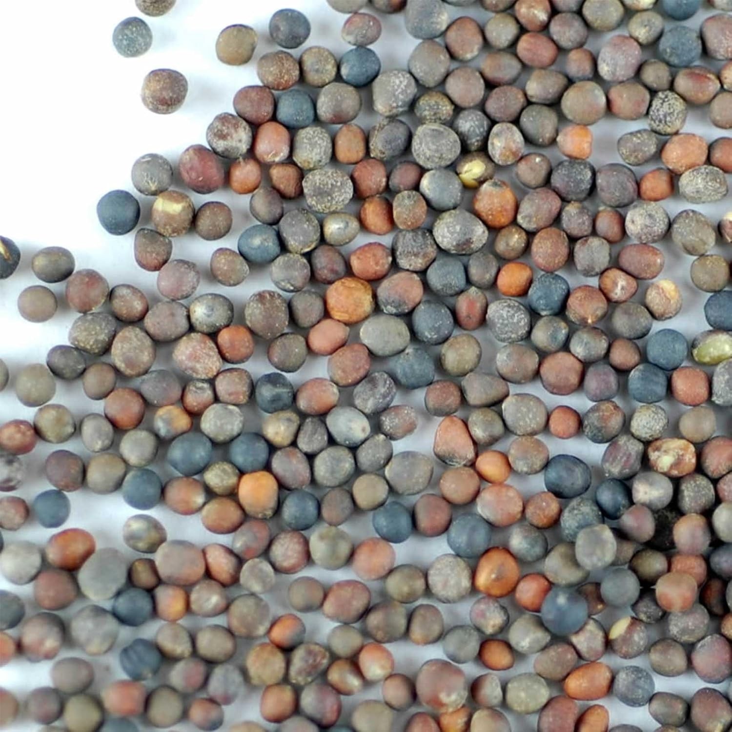 Organic Broccoli Sprouting Seeds 2.5 Lb High Sulforaphane Superfood Non-gmo