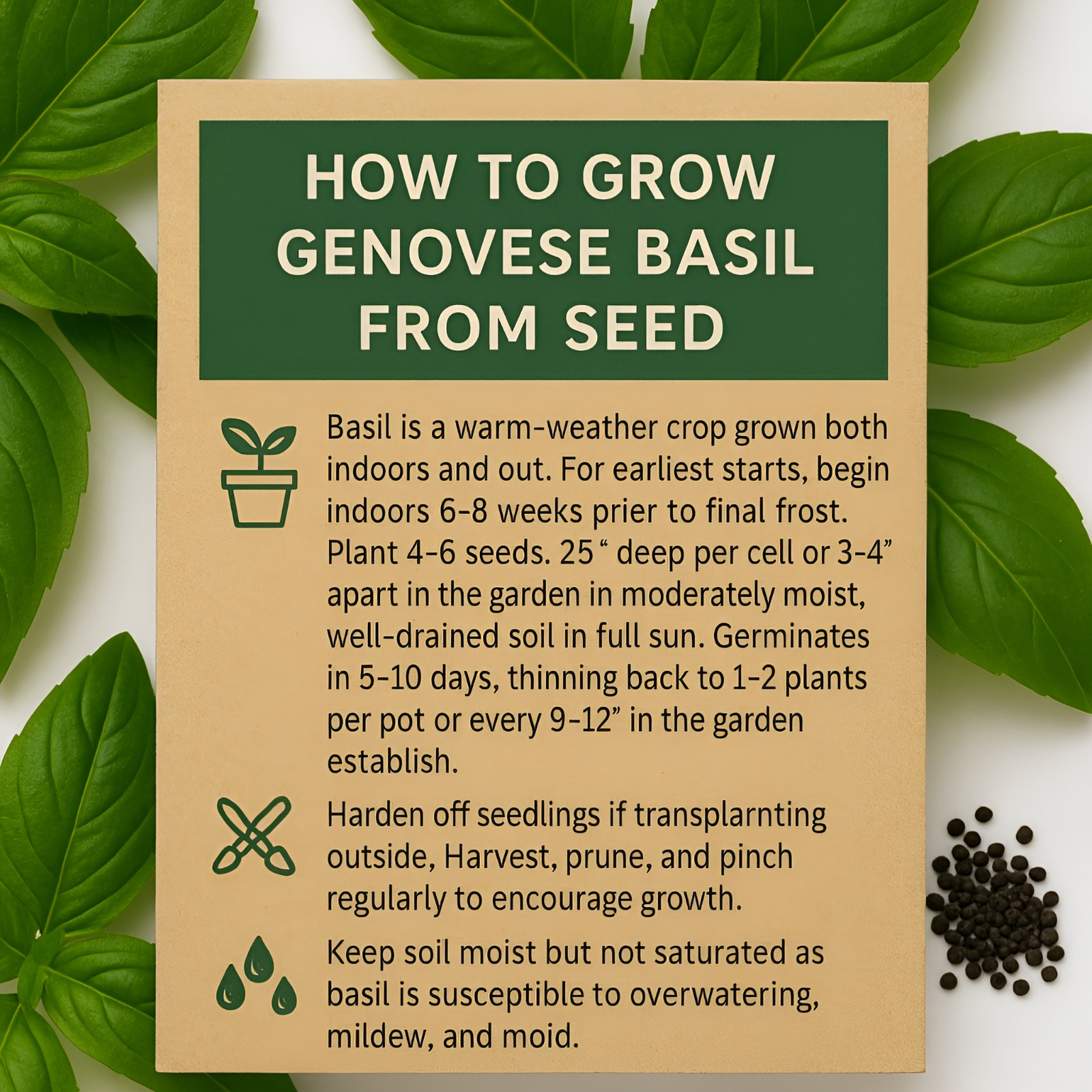 Bloomtiva 2600 Genovese Basil Seeds for Planting – Heirloom Non-GMO Herb Seeds