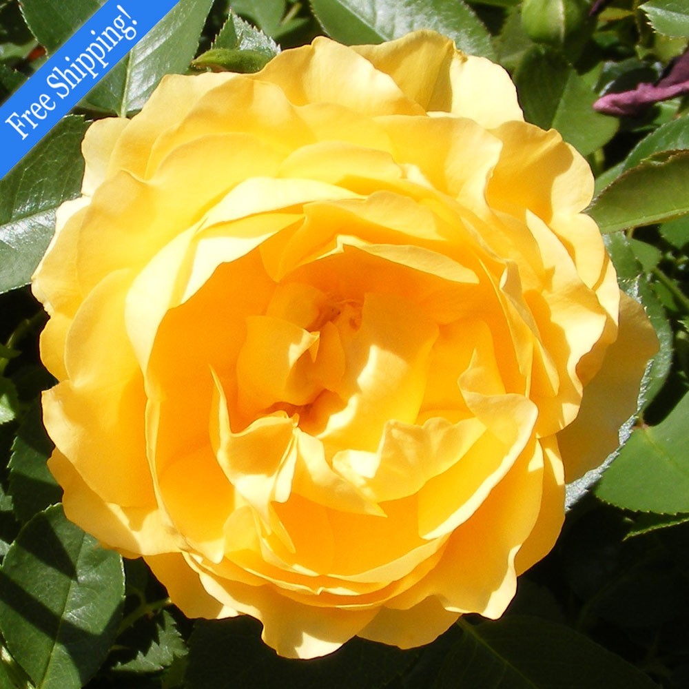 Julia Child Rose 1.5 Gal Potted, Non-Stop Fragrant Yellow Flowers, Own Root