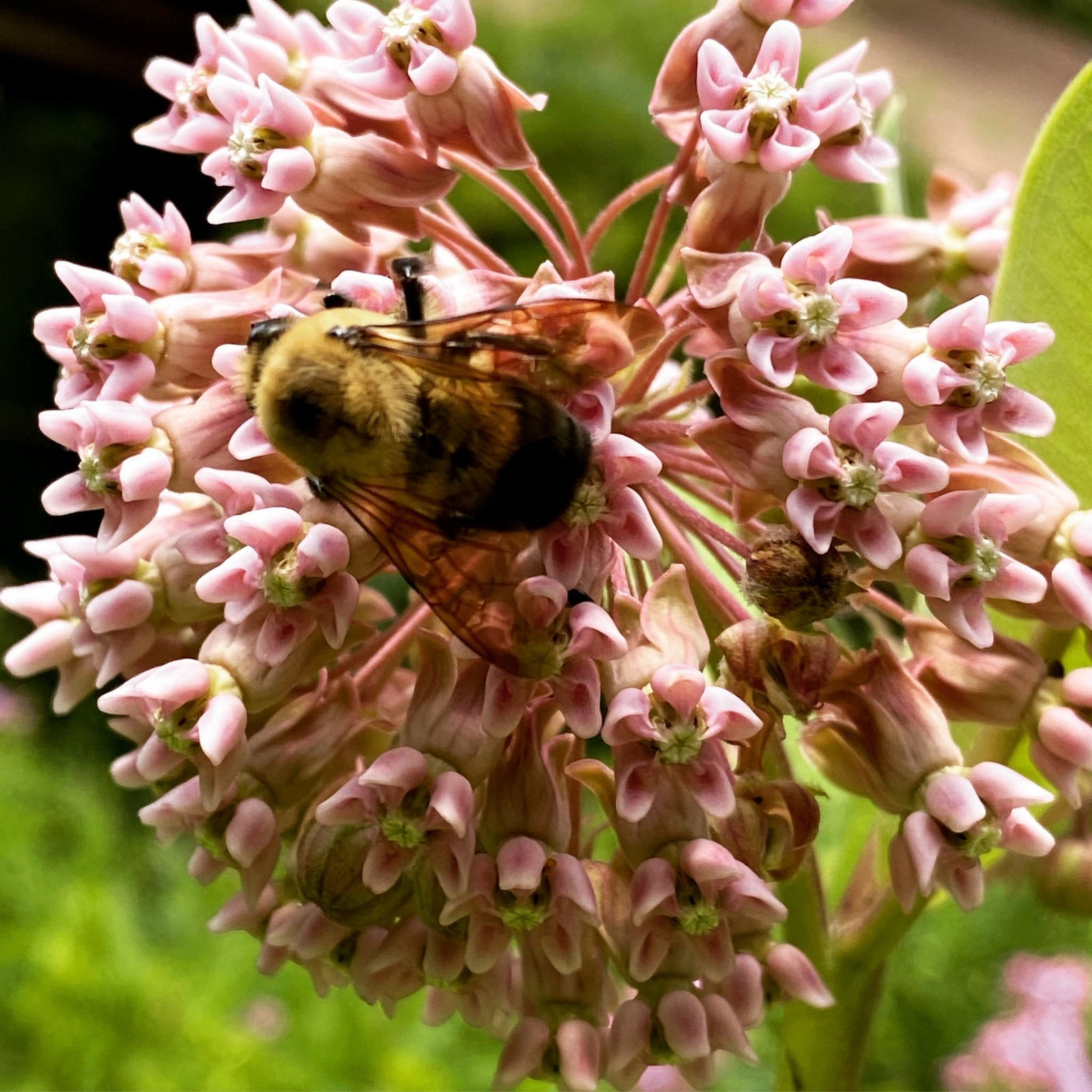 Common Milkweed – Asclepias syriaca