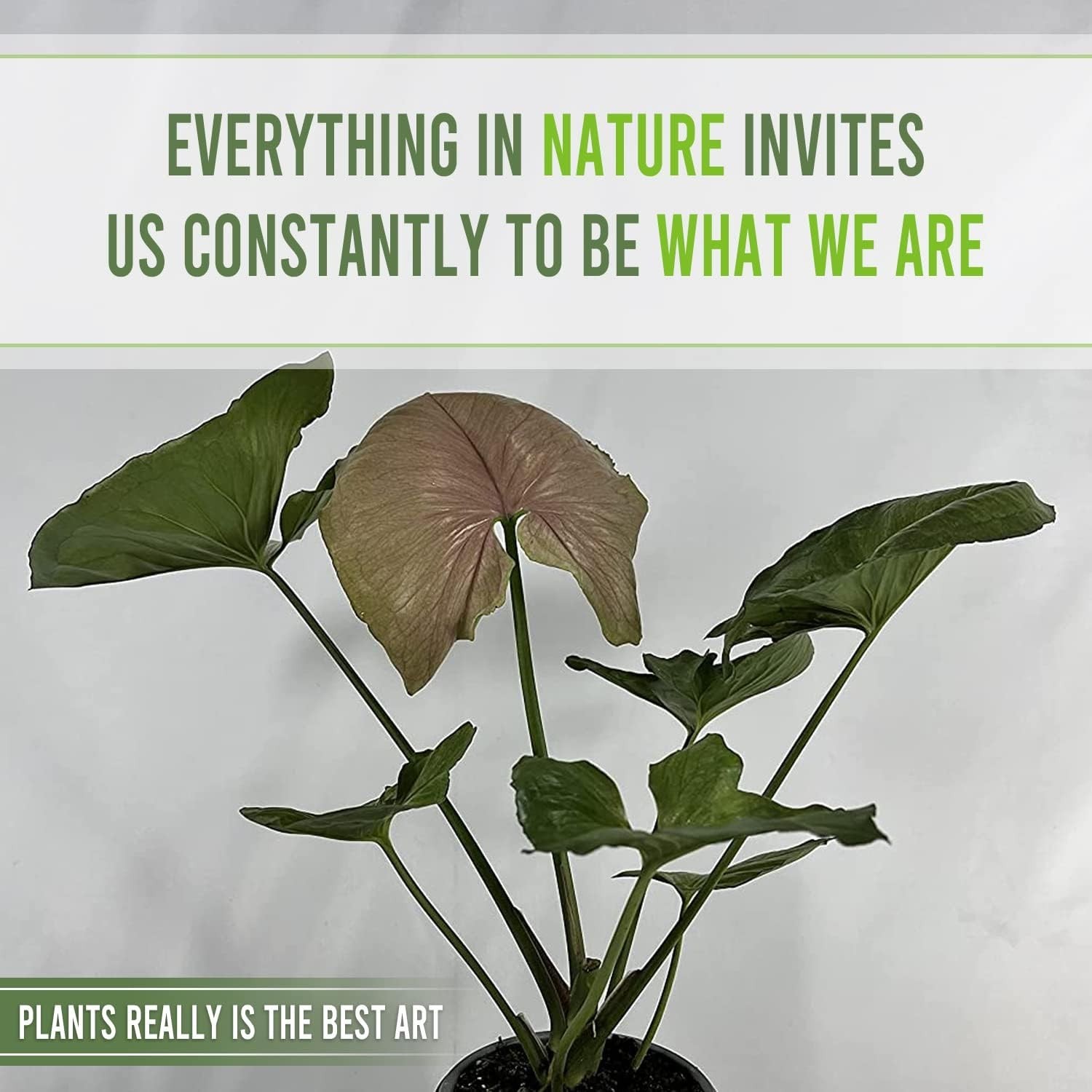 Syngonium Mango Allusion (Pack of 2) by LEAL PLANTS ECUADOR Live Indoor Plant
