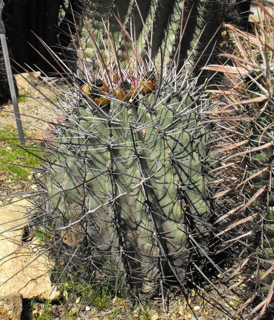 Ferocactus Rectispinus 5 Seeds. Free Shipping!