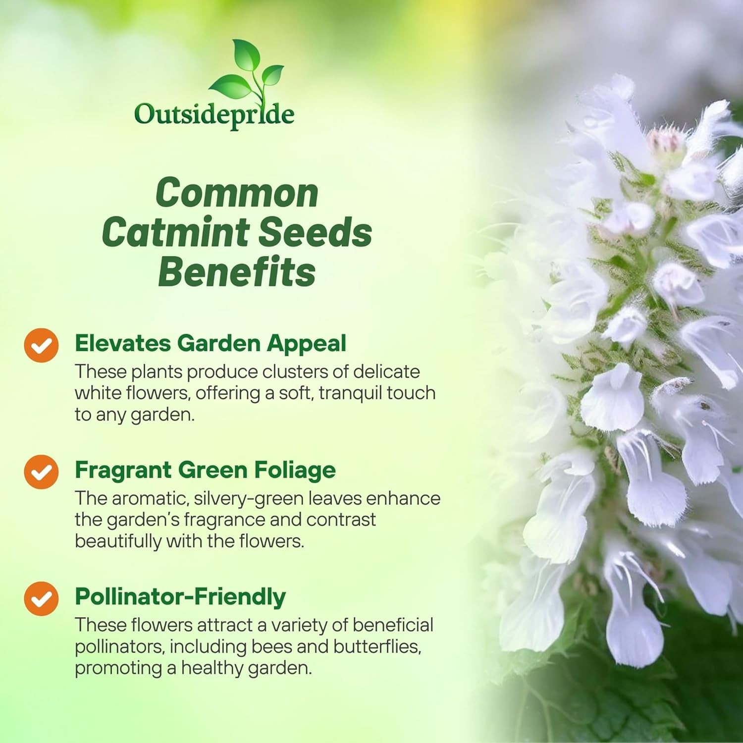 10000 Seeds Common Catmint Nepeta Cataria White Flowering Drought Resistant Herb