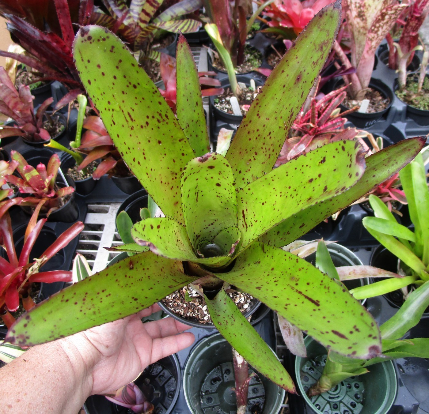BUY 4 SAVE 15% BROMELIAD Neoregelia DIVERSIFICATION Offset – A Rainbow Hybrid