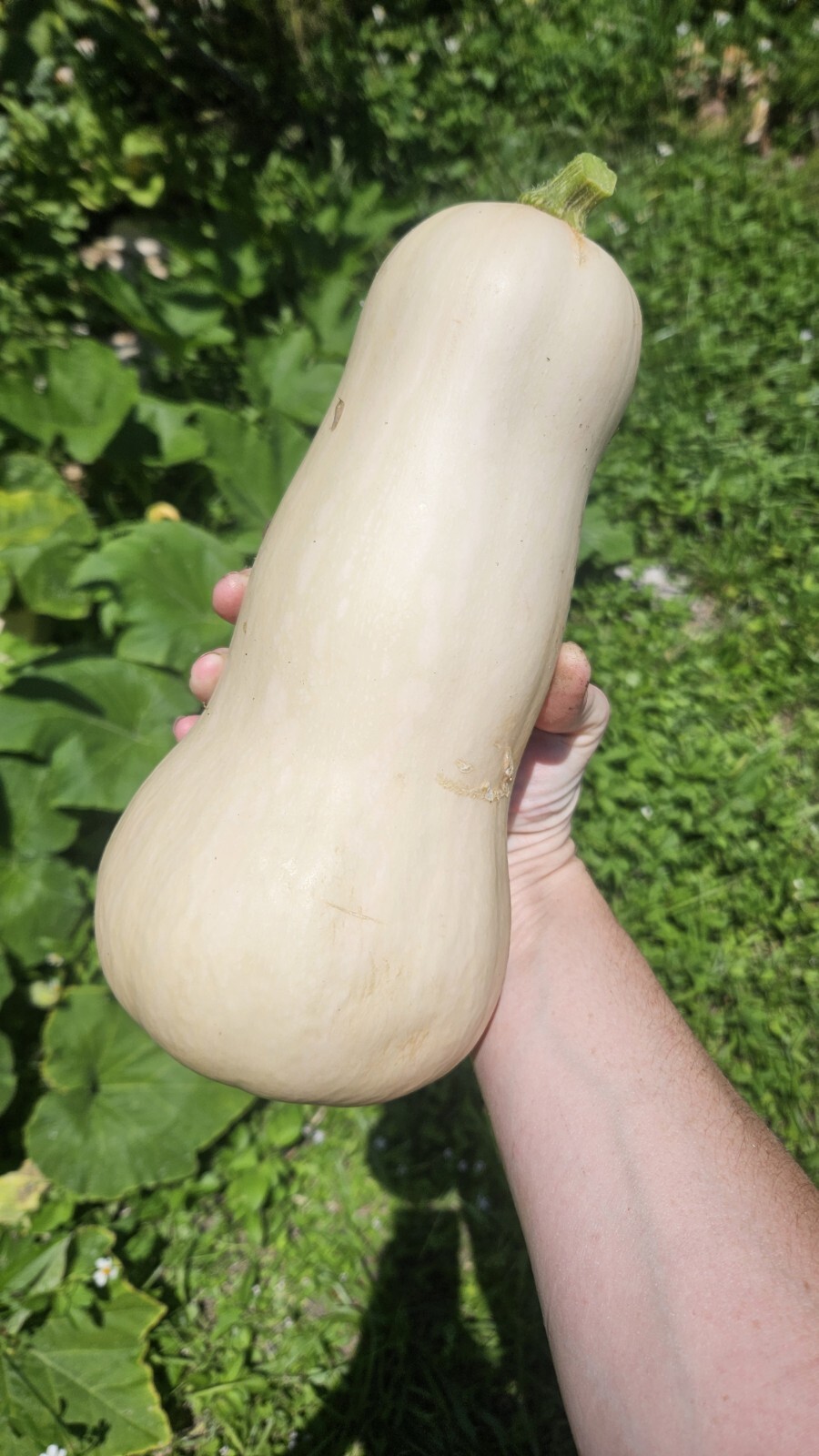 Butternut Squash – Seeds – Organic – Non Gmo – Heirloom – Vegetable Seeds (40)