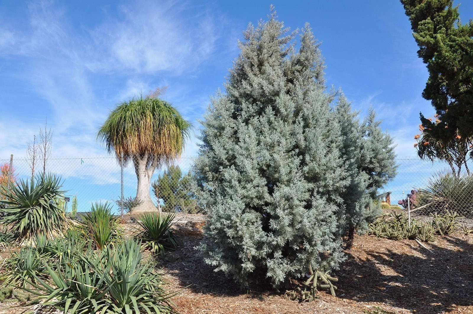 Arizona Blue Ice Cypress | 1 Gallon | Cupressus arizonica | Low Maintenance