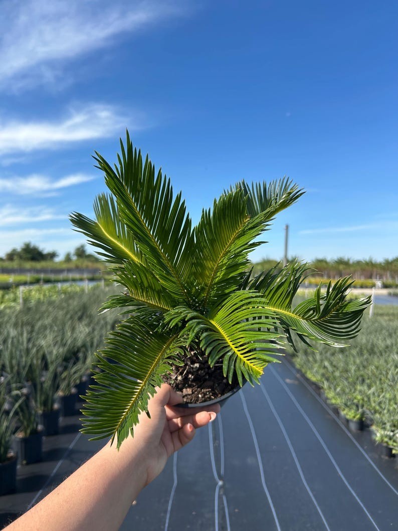 King Sago Palm Tree | Live Indoor & Outdoor House Plant | Home and Office Decor