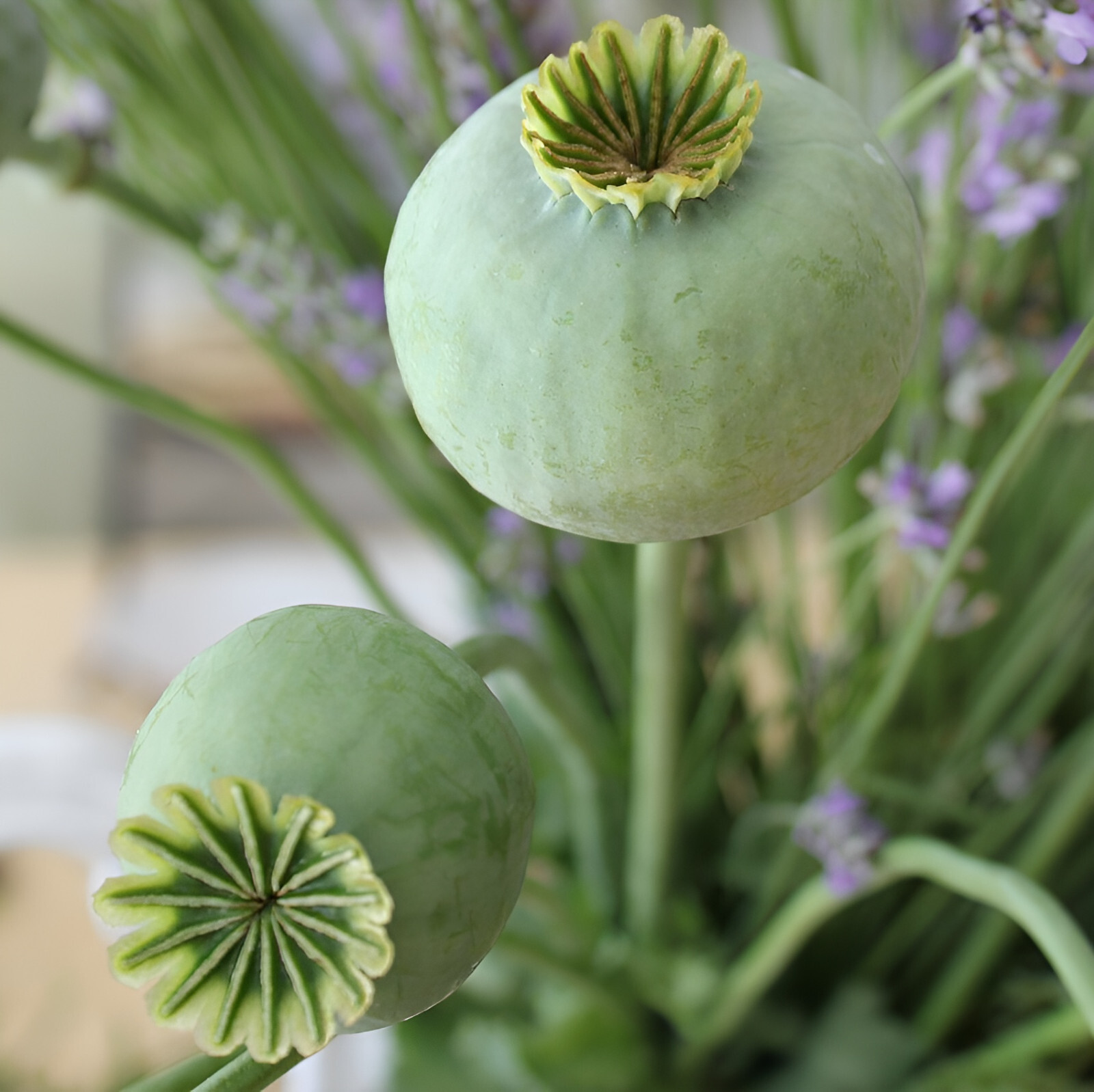 1,500 Fresh Giganteum Poppy Seeds – P. Somniferum – Giant Seed Heads&Huge Blooms