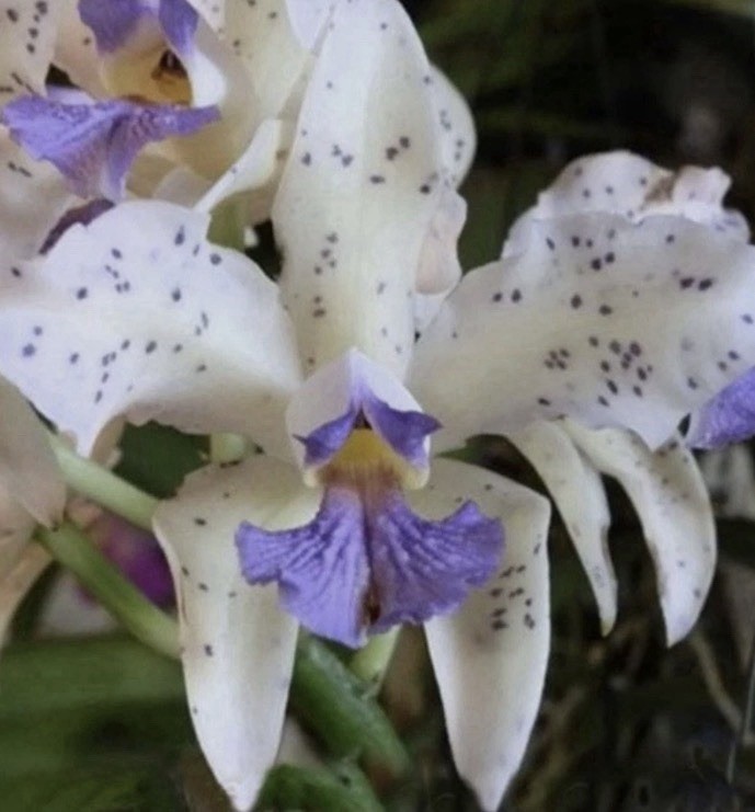 Cattleya amethystoglossa var. coerulea – Orchid Species – RareForm – 5″ Pot