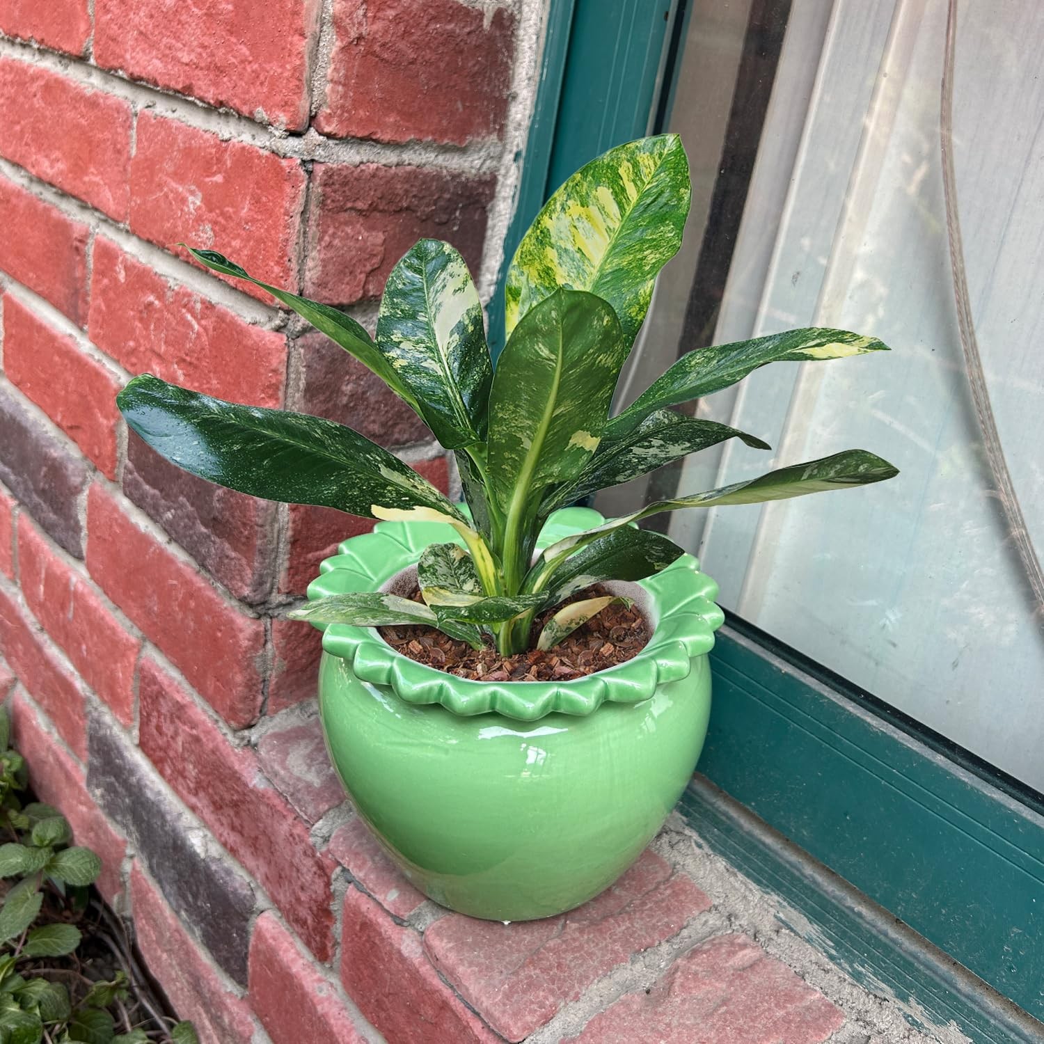 2pcs African Violet Planter Pot 6.5in Self Watering Green Ceramic Reservoir