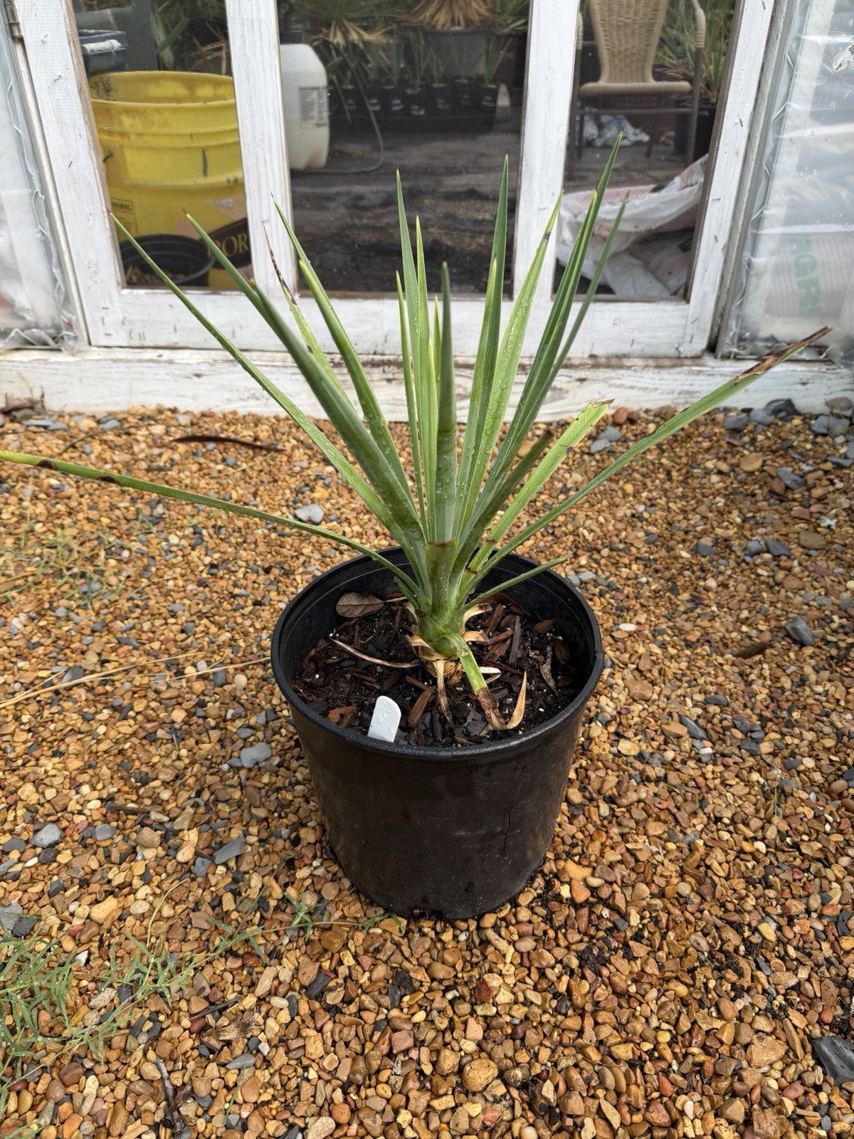 Yucca aloifolia ‘Magenta Magic’ – 2.5 Gallon – Purple Cold Hardy Yucca