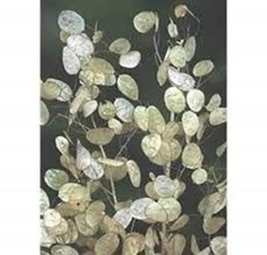 Seedville 100 LUNARIA Biennis (Money Plant / Silver Dollar / Honesty / Moonwort)