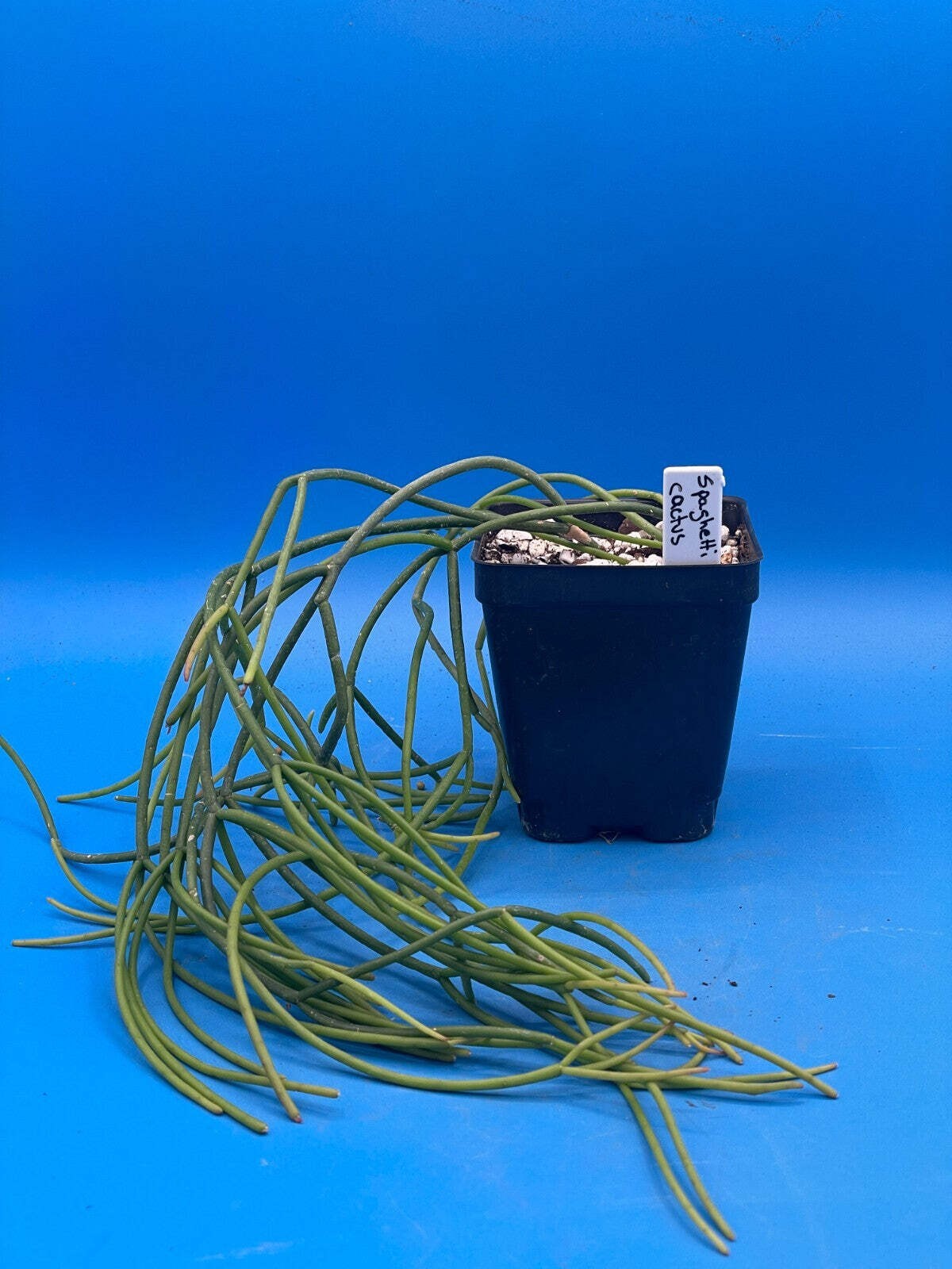 Rhipsalis baccifera – Spaghetti Cactus – 3.5″ Pot – Full And Super Healthy