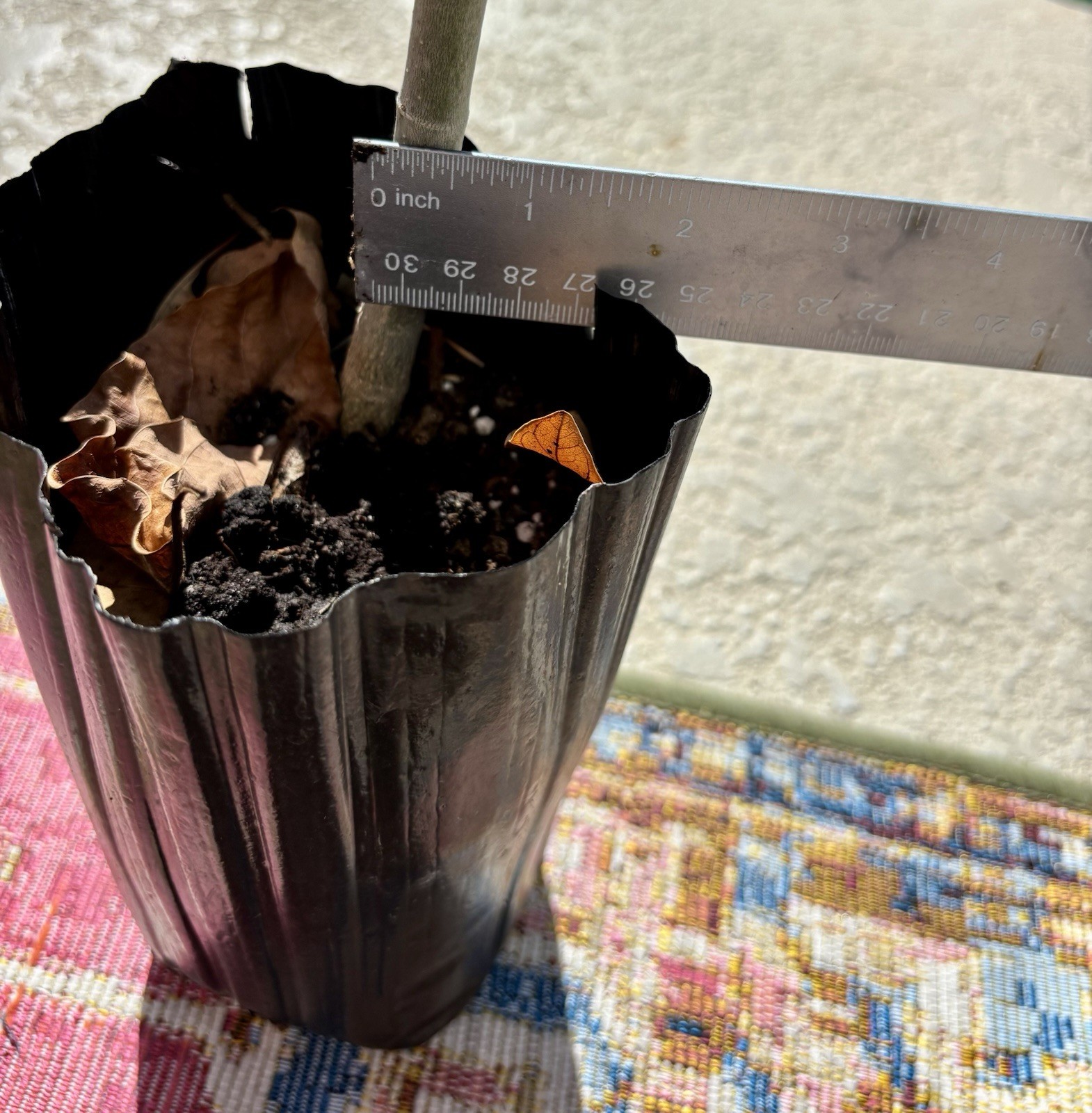 Moringa Tree / DrumStick Tree in Growing Pot – Over 2’ Live Tree Well Rooted!