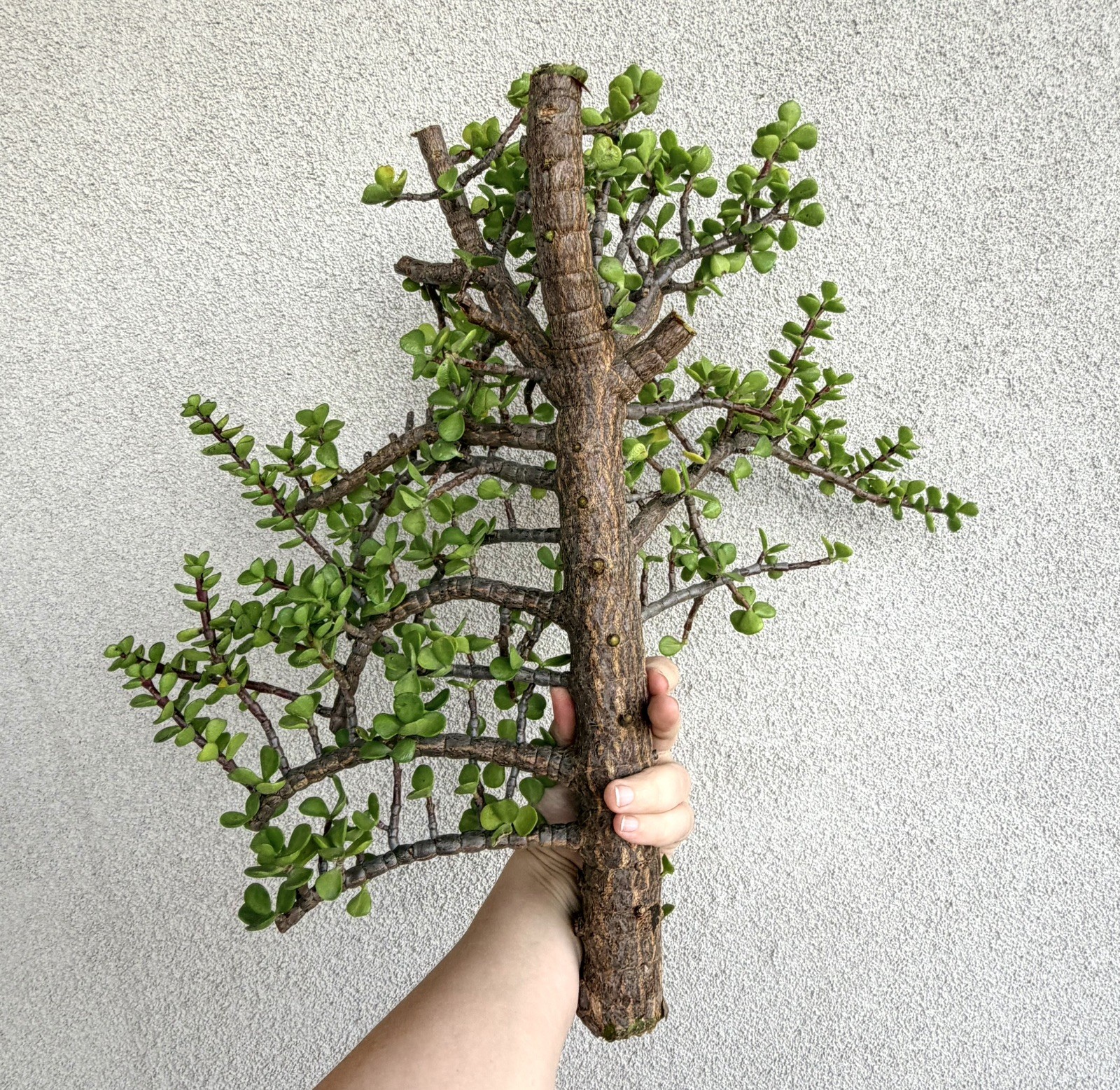1.5” THICK STEM 18” Cutting Portulacaria Afra Exact Branchy Bonsai Easy to Root