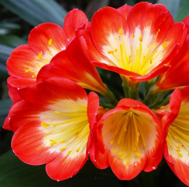 Clivia Noscot x (Nakamura x Fred Gibello) 4-5 leavesl One plant