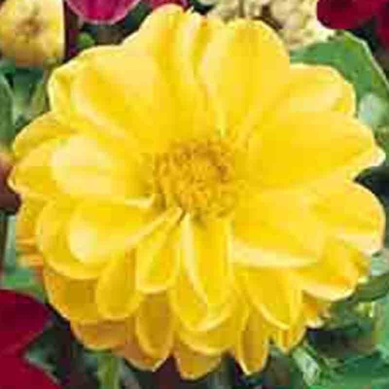 50 DAHLIA SEEDS RARE DWARF AUTUMN MIX HUGE FLOWERS GARDEN CONTAINERS BEES USA