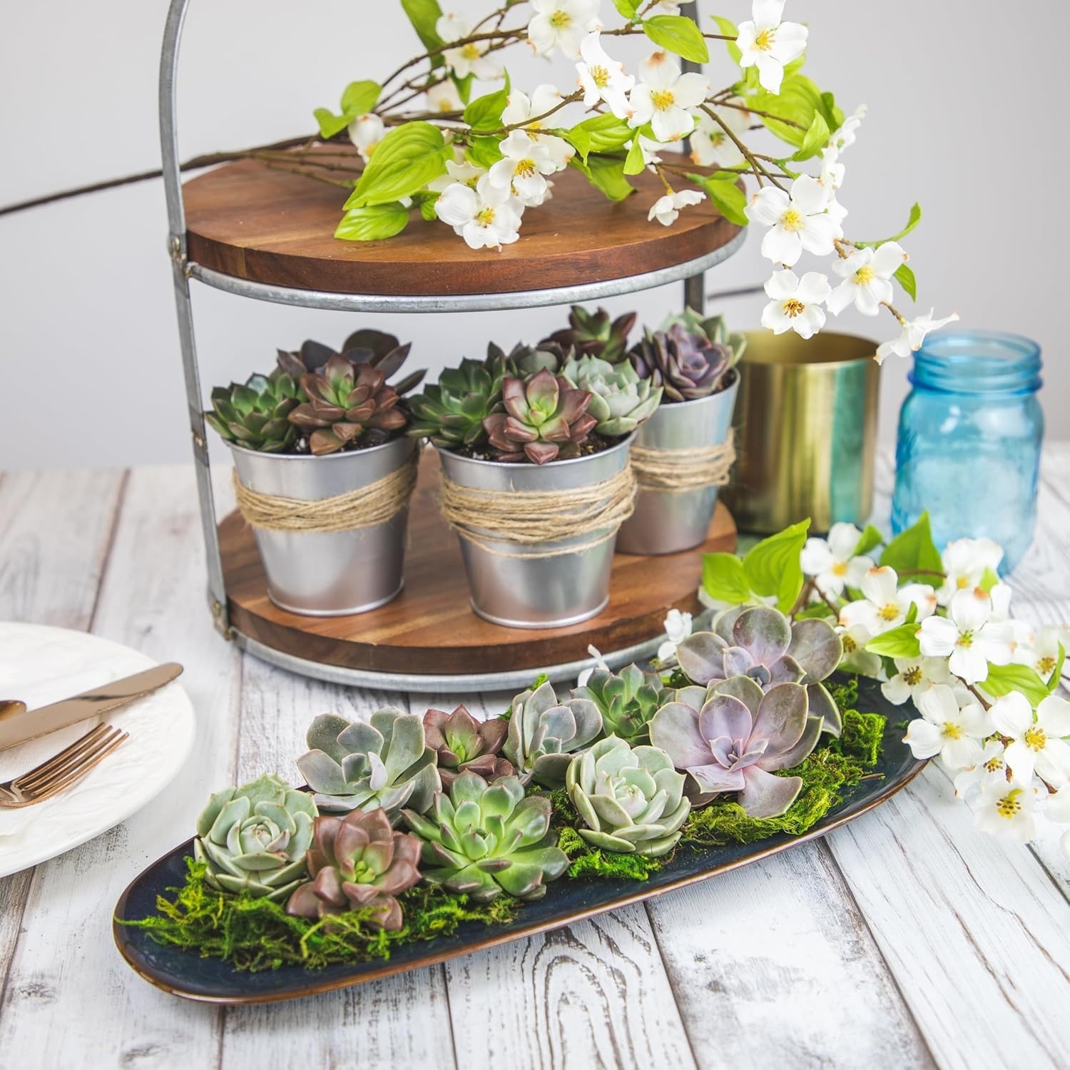 50-Pack Succulent Plant Tray – Gift for Plant Lovers