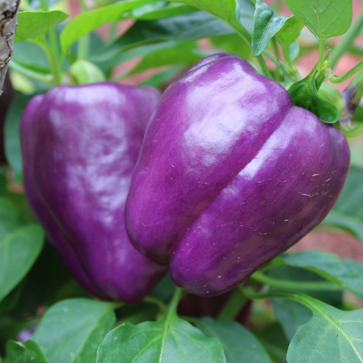1 Oz Purple Beauty Sweet Pepper Seeds – Everwilde Farms Mylar Seed Packet