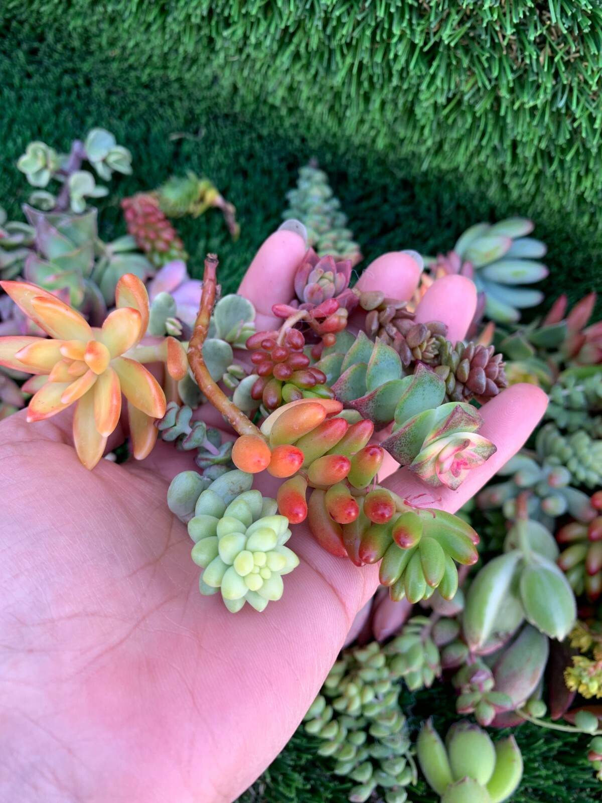 10 unrooted Colorful Succulent Cuttings (10 different varieties)