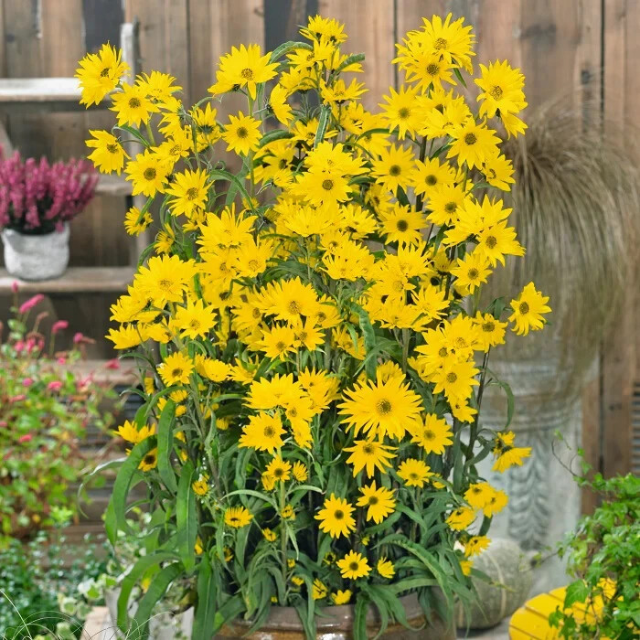 1,000 Maximilian Sunflower Seeds NON-GMO Free Shipping