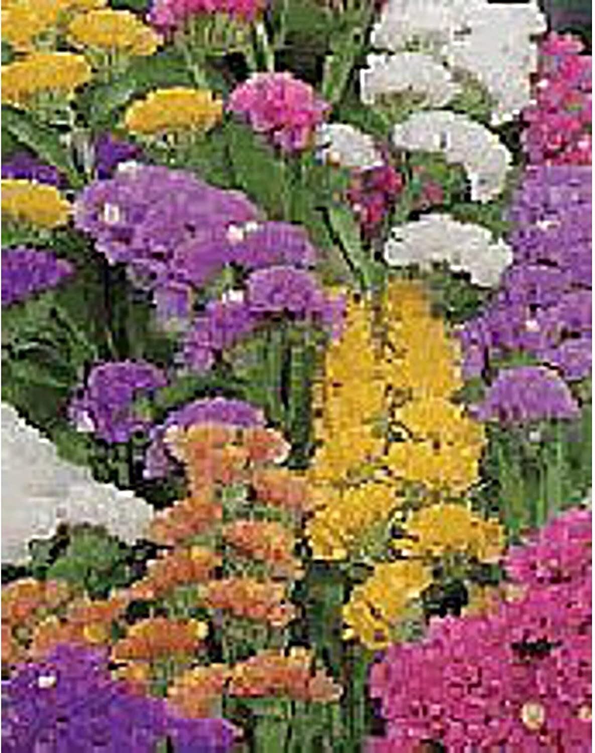 Statice Flowers (Sinuata Pacific Mixed) Seeds