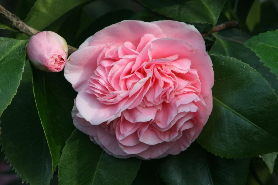 Debutante~Camellia Japonica-Live Starter Plant -Highly Variable Blooms!