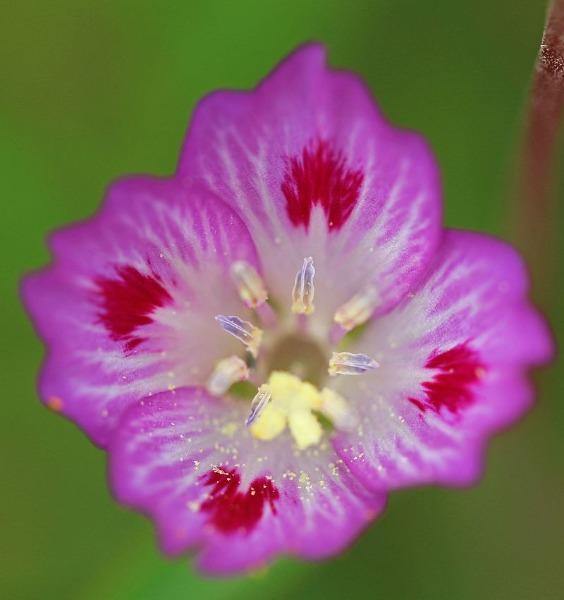 Clarkia amoena | Farewell to Spring | Godetia | 1000 Seeds