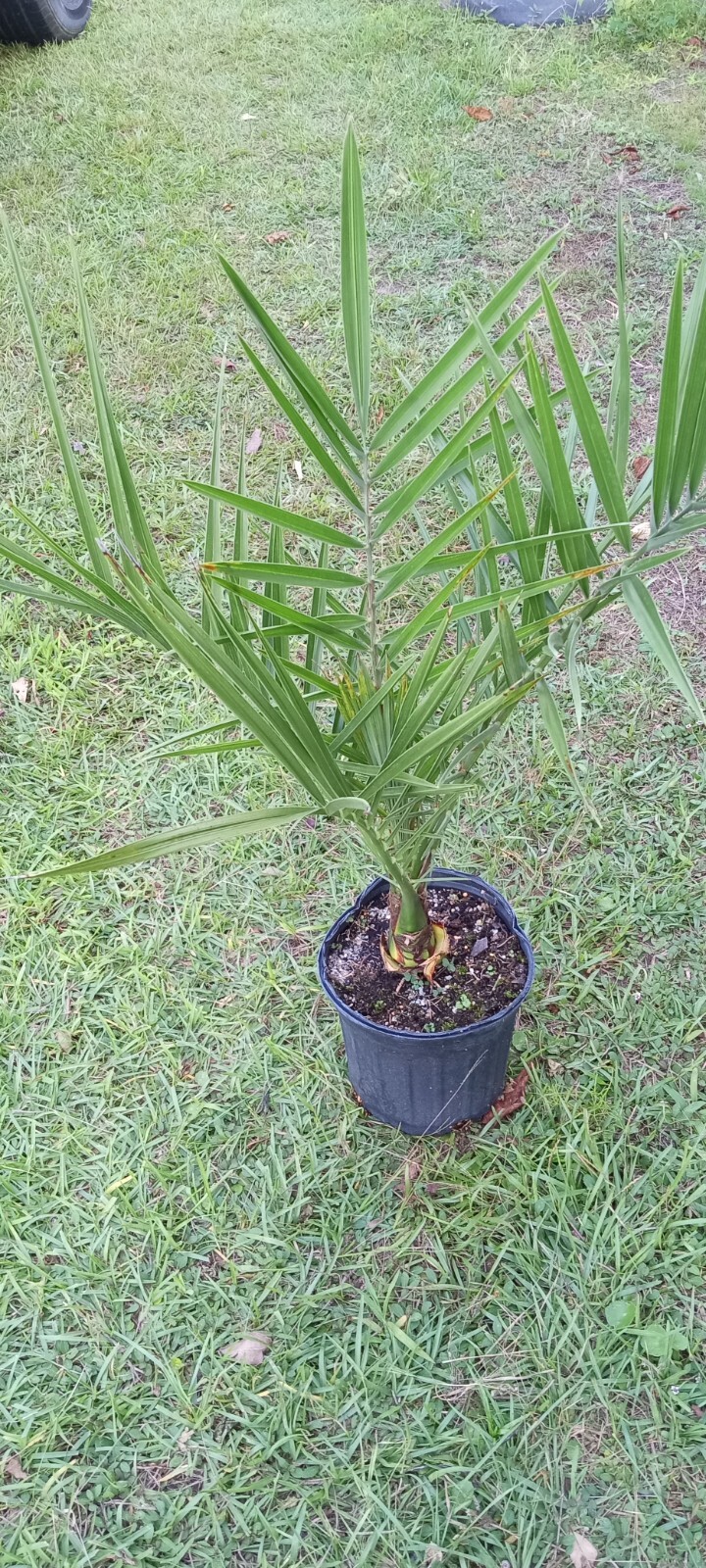 Date Palm in 1 gallon pot