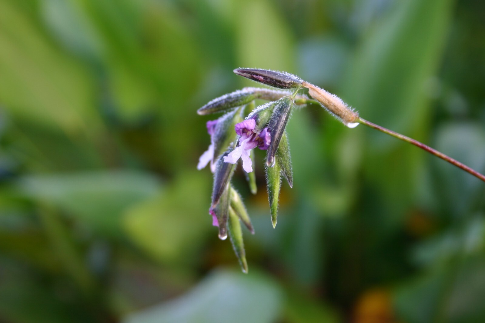 Live Thalia Dealbata Winter Hardy Aquatic Marginal Pond/Bog Plant
