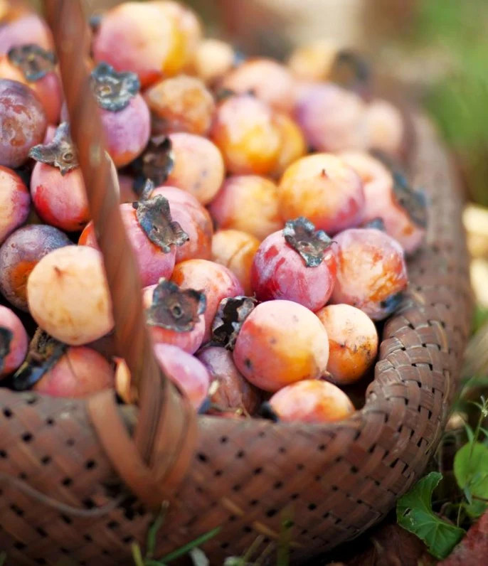 American Persimmon Tree Seeds |Diospyros Perennial Fruit Seed 2025 Fast Shipping