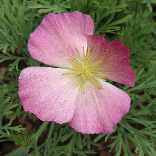 Purple Gleam California Poppy Seeds | Non-GMO | Free Shipping | Seed Store 1227