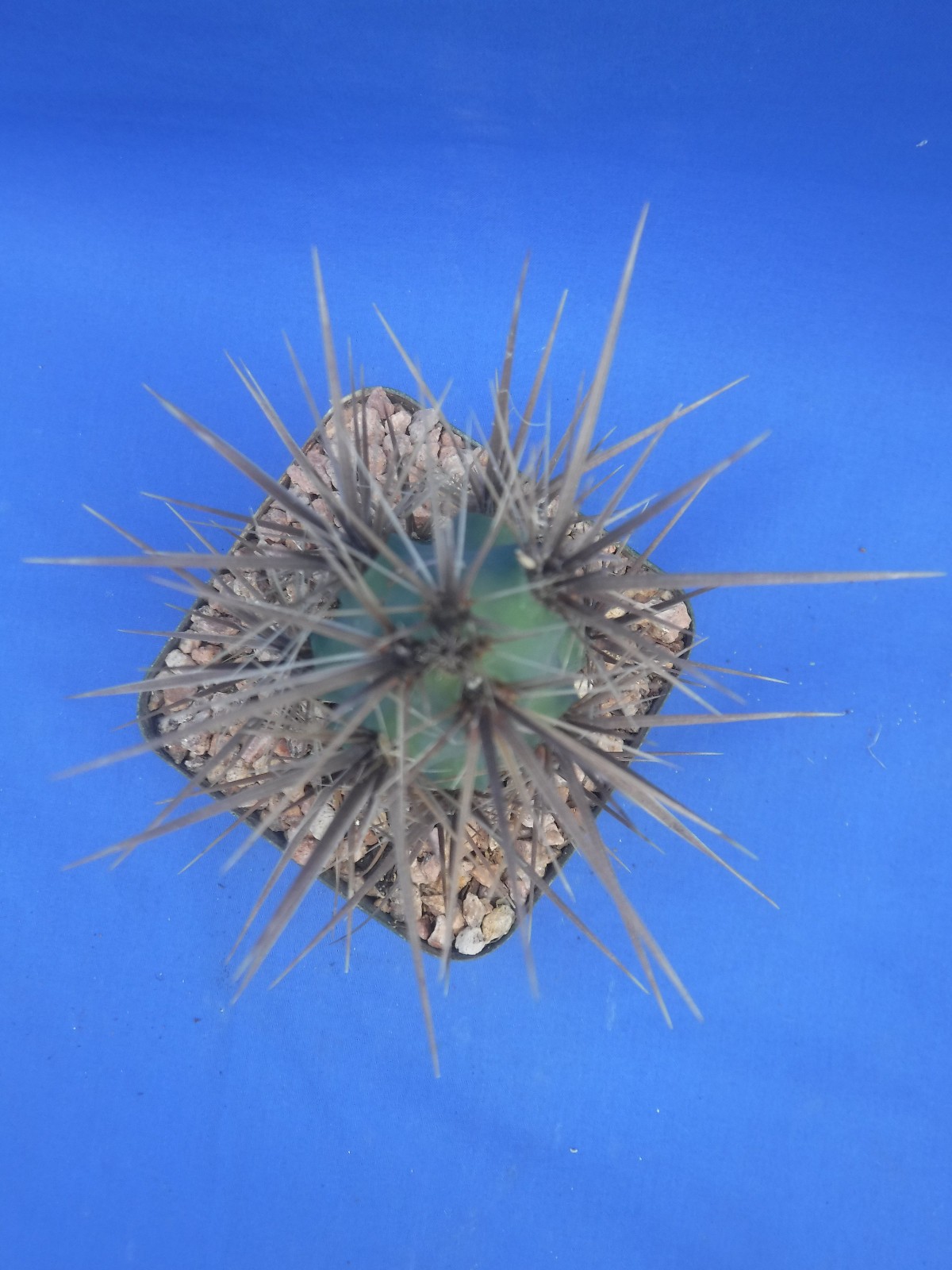 Grusonia emoryi New Mexico Form RARELY OFFERED! 6″ Tall Cold Hardy to 0F!!! C4