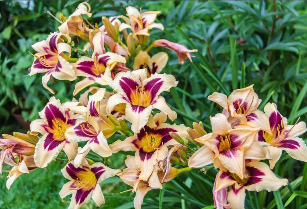 50PCS Mixed Color Daylily Hemerocallis Seeds Day Lily Fine Flower Seeds